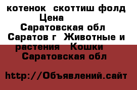 котенок  скоттиш фолд › Цена ­ 3 000 - Саратовская обл., Саратов г. Животные и растения » Кошки   . Саратовская обл.